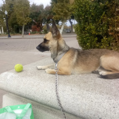Koka, a Tan Belgian Shepherd Dog
