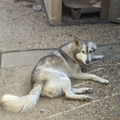 %name%, a %color% %breed% %type%