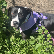 Maia, a Black, White American Pit Bull Terrier Dog