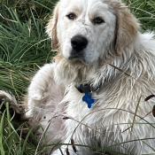 Moose, a White Great Pyrenees Dog