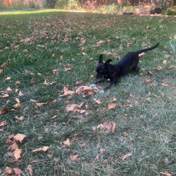 {petName}, a Black Chihuahua Mix Dog