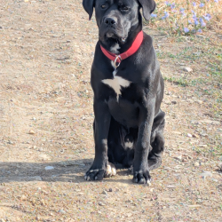 {petName}, a Black Cane Corso Dog