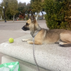 {petName}, a Tan Belgian Shepherd Dog
