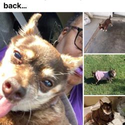 {petName}, a Brown Chiquaqua Dog